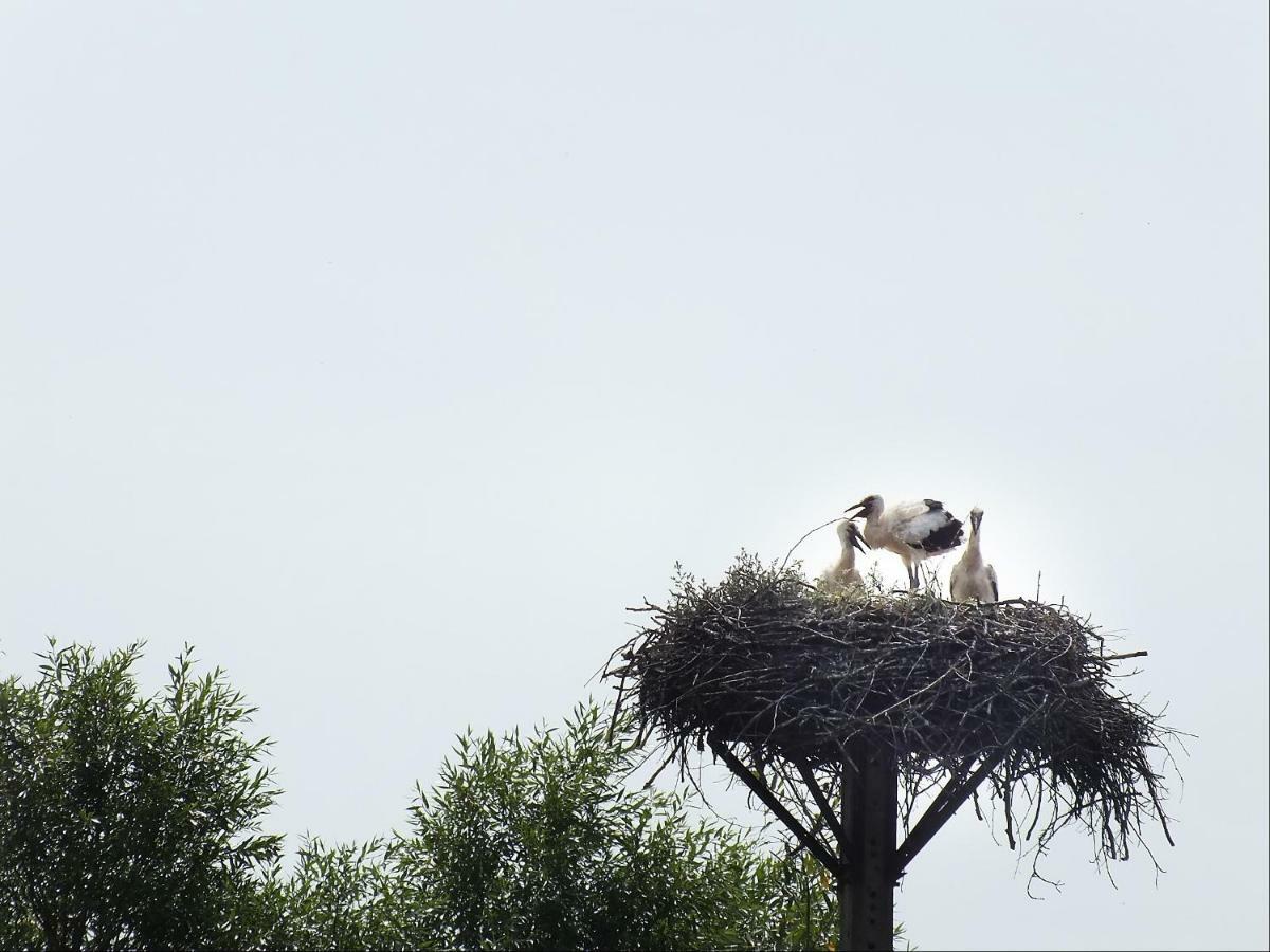 Agroturystyka Pod Kogutem Dziwnówek Exteriér fotografie